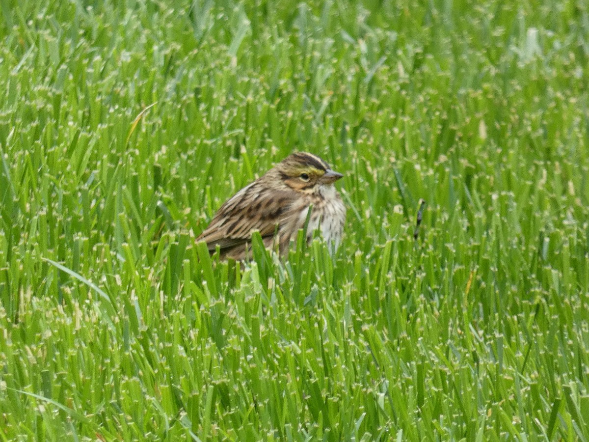 Savannah Sparrow - ML618320394