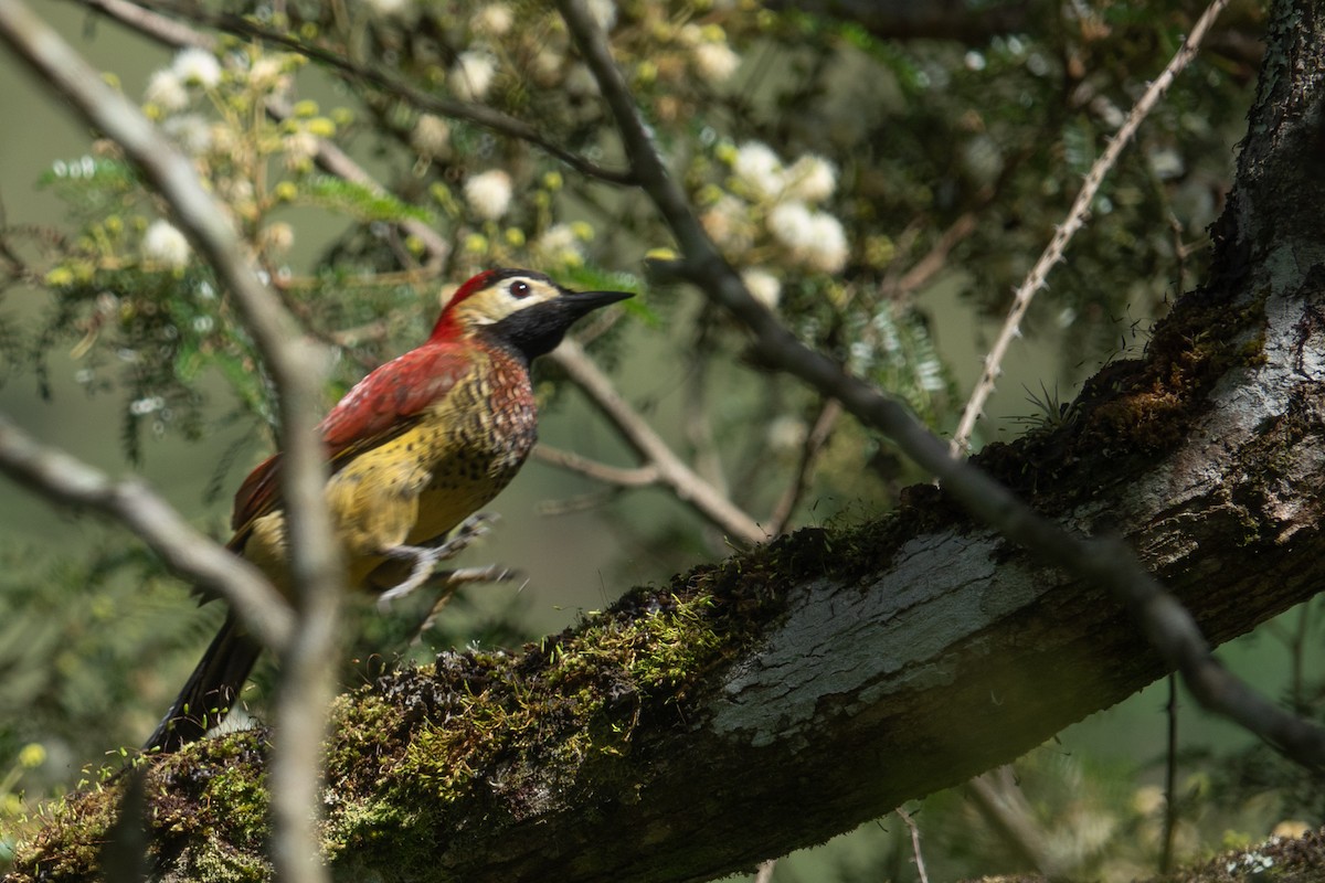 Crimson-mantled Woodpecker - ML618320395