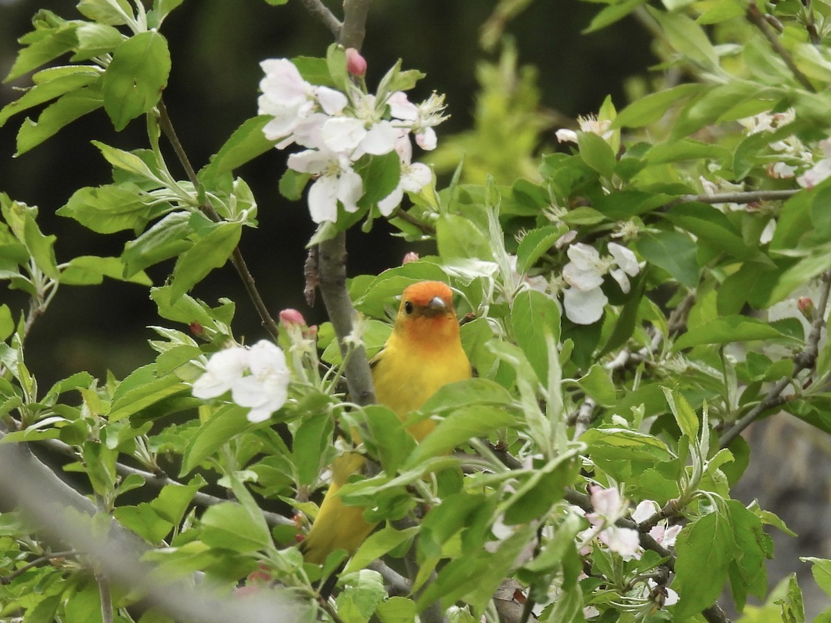 Western Tanager - ML618320402