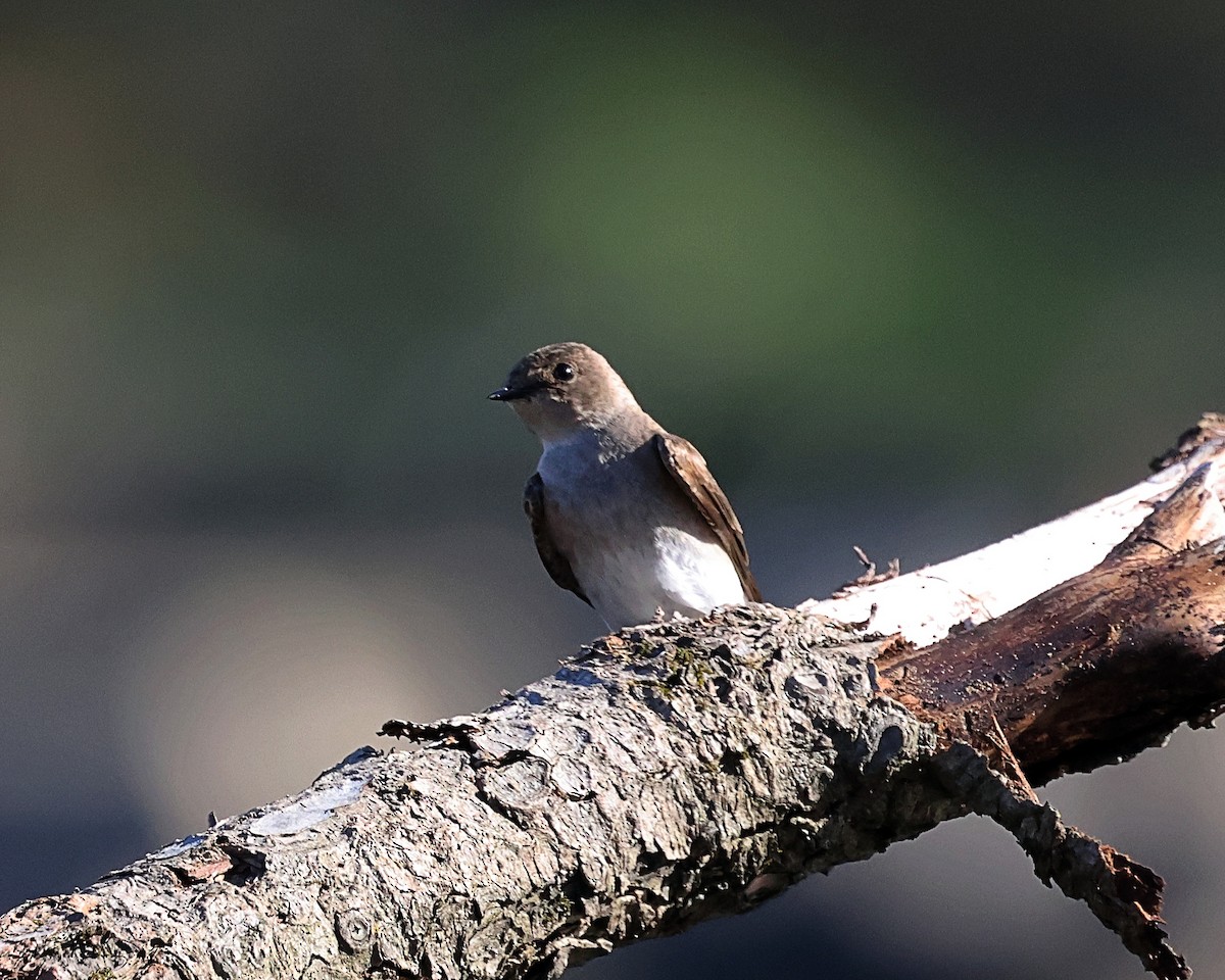 Northern Rough-winged Swallow - ML618320404