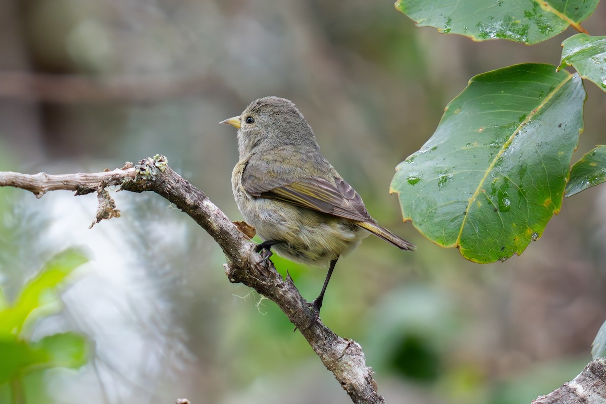 Hawaii-Akepakleidervogel - ML618320406