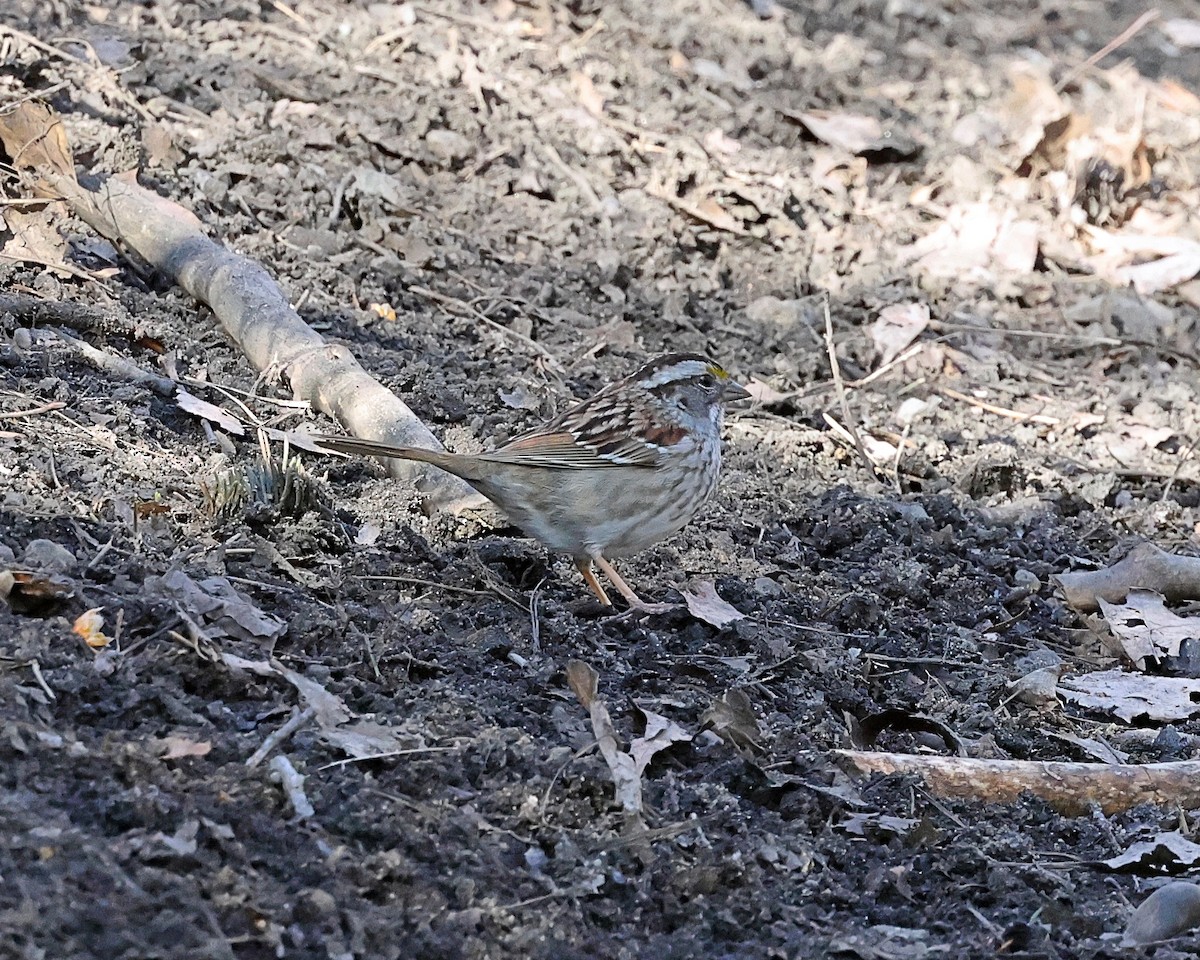 White-throated Sparrow - ML618320415