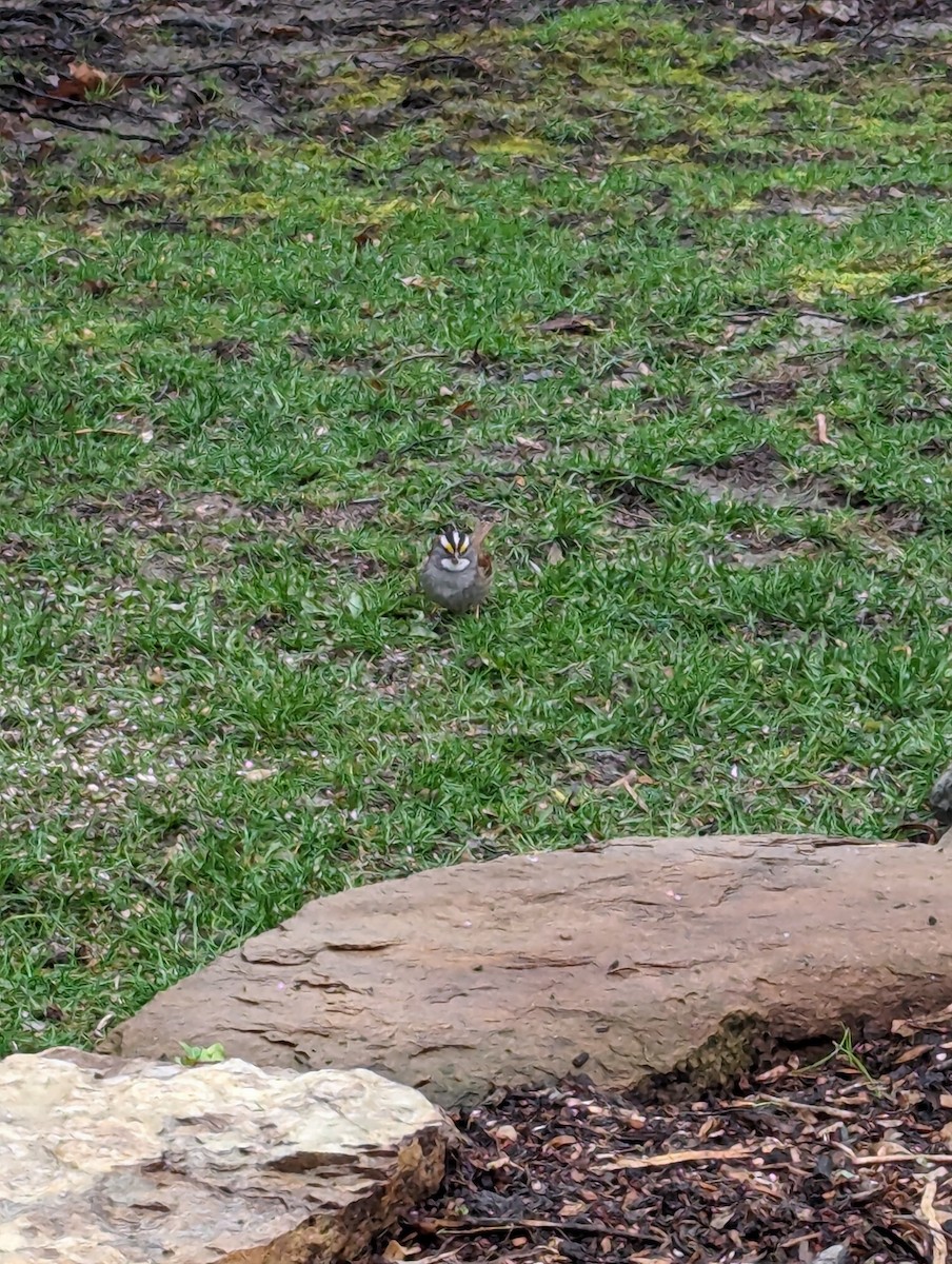 White-throated Sparrow - Marie-Eve Pauze