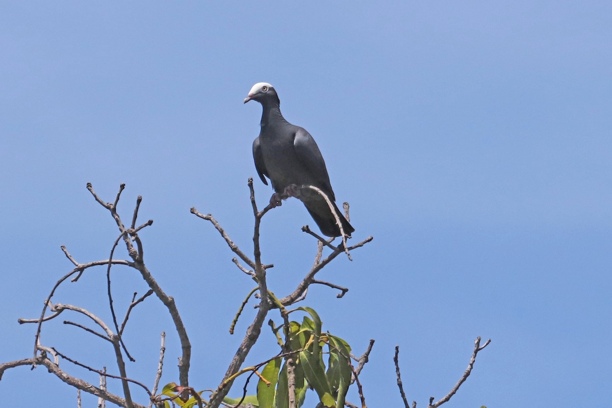 White-crowned Pigeon - ML618320437