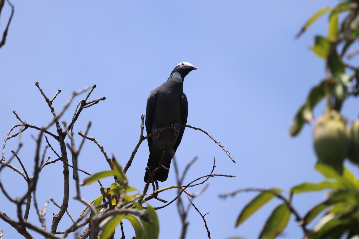 White-crowned Pigeon - ML618320439