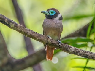  - Wattled Broadbill