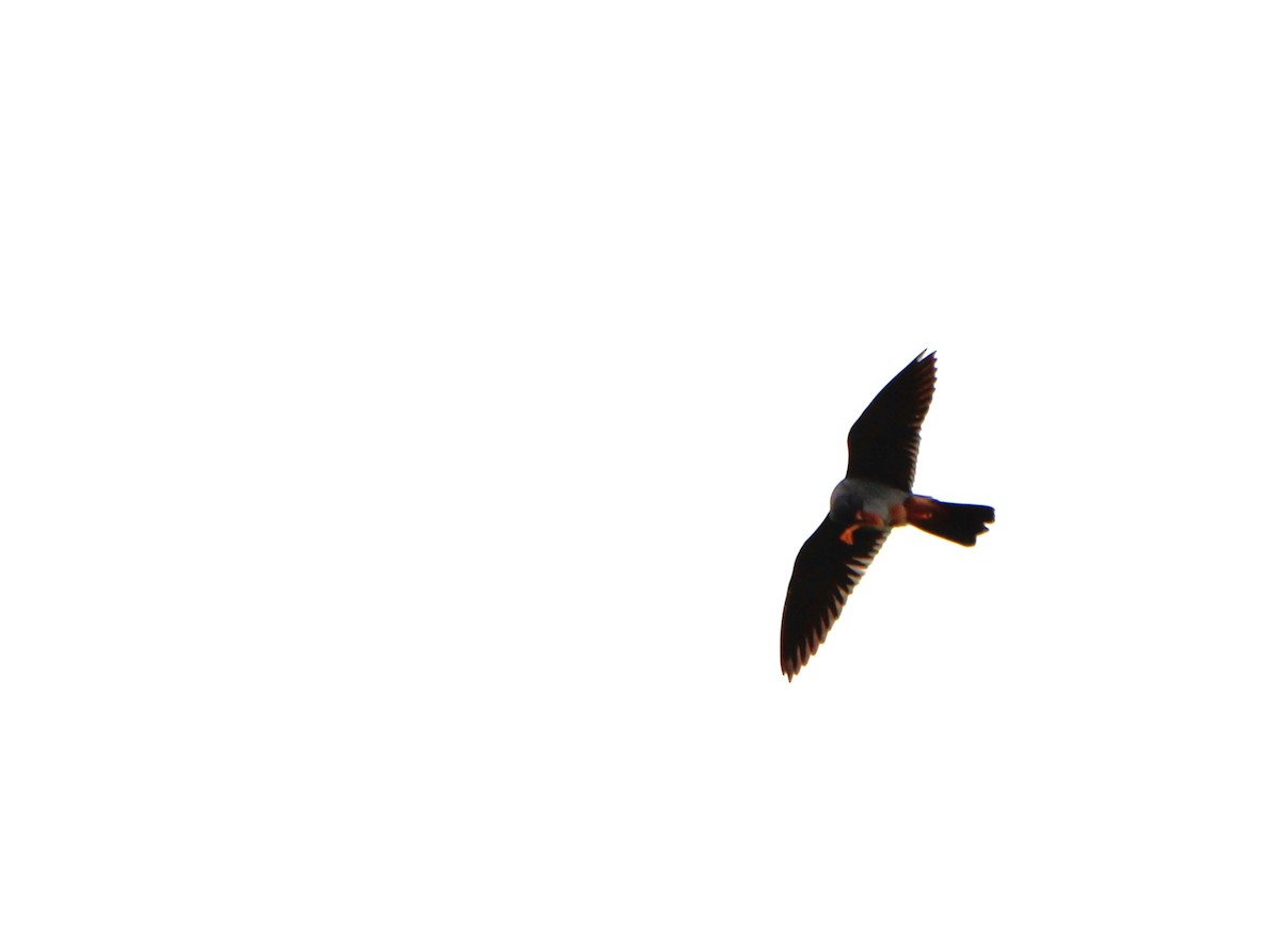 Red-footed Falcon - ML618320460