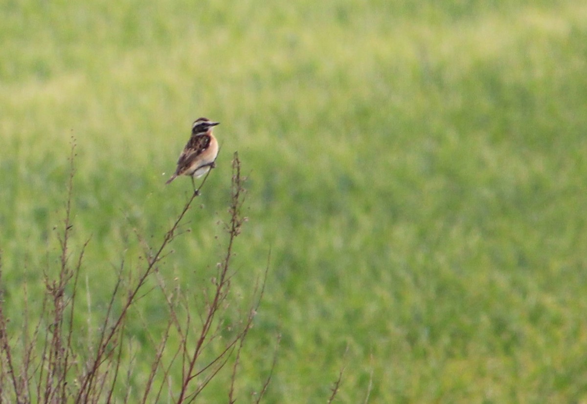 Whinchat - ML618320469