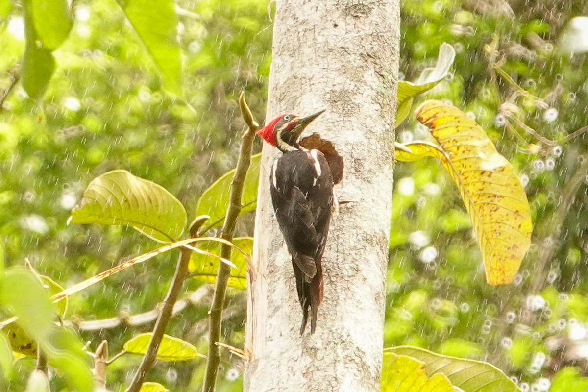 Lineated Woodpecker - ML618320498