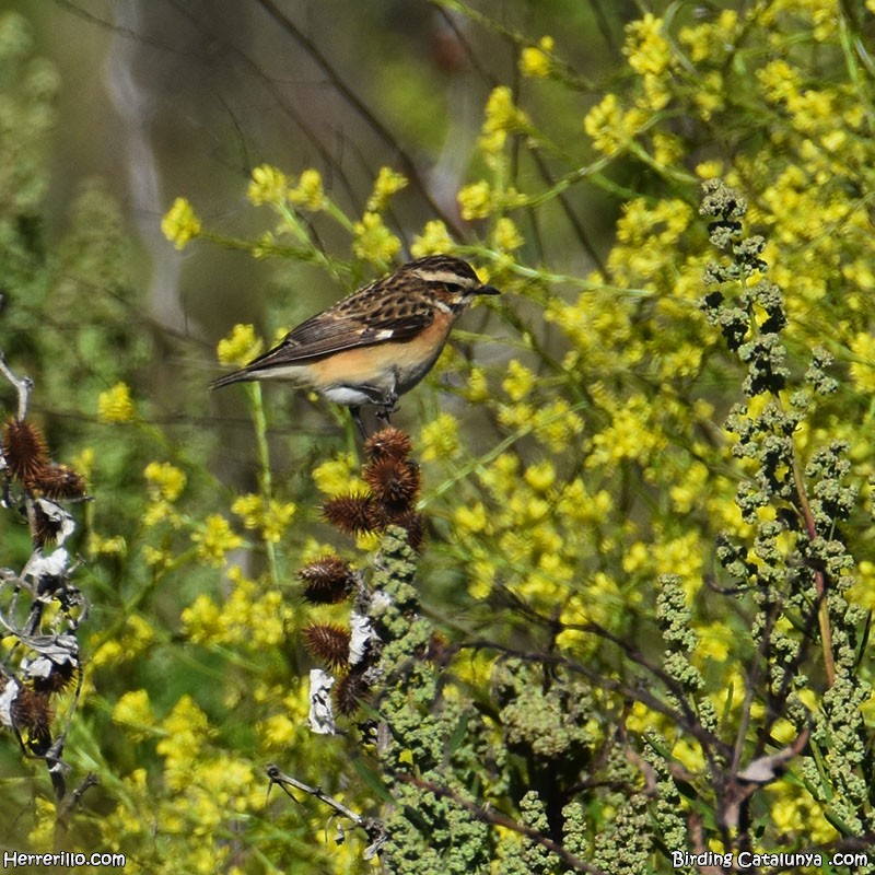 Whinchat - ML618320501
