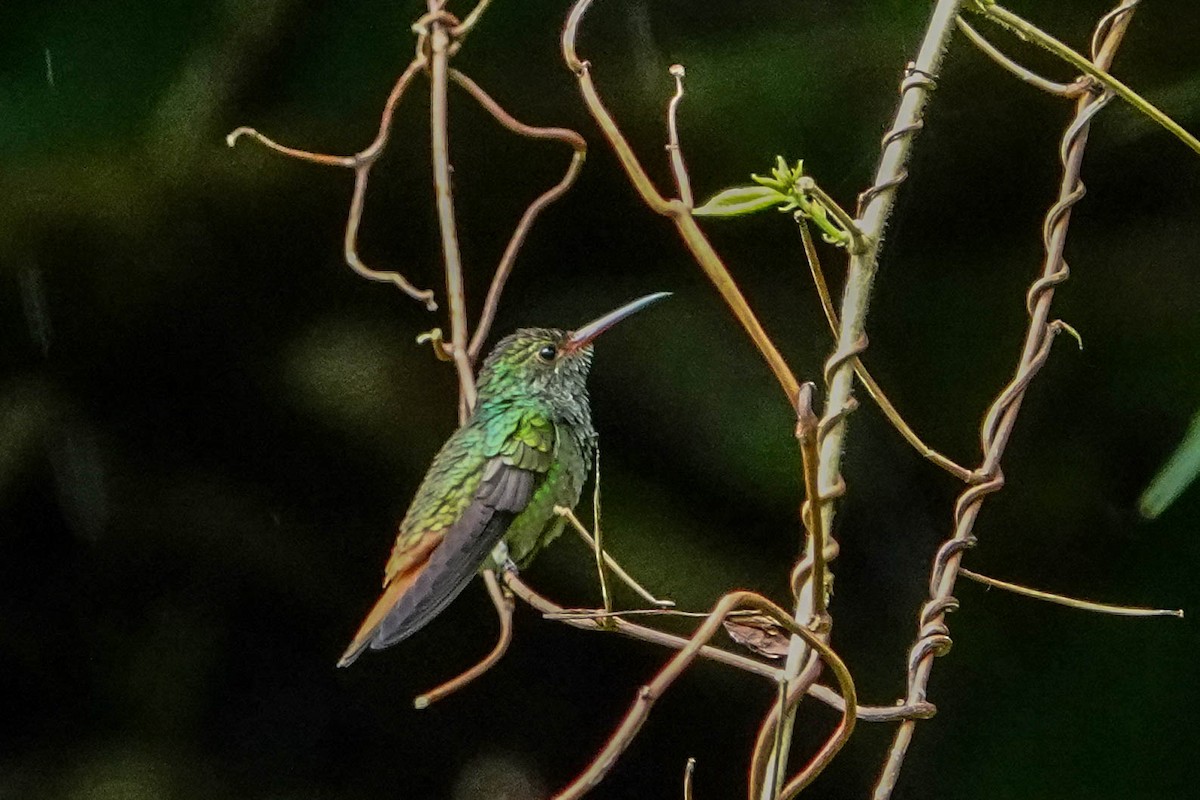 Rufous-tailed Hummingbird - ML618320502
