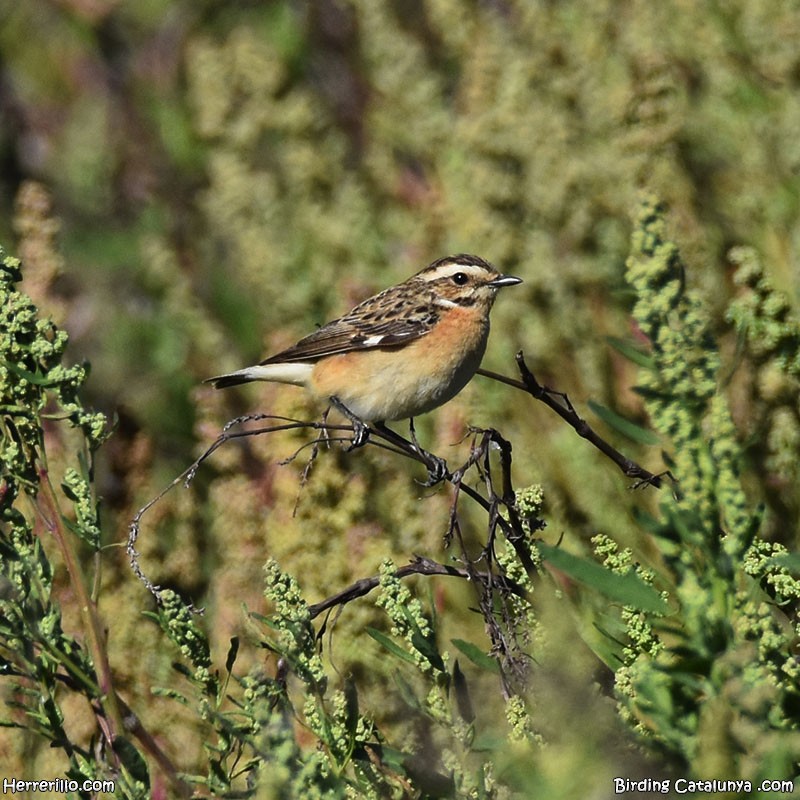 Whinchat - ML618320503