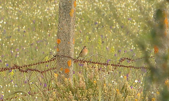 Whinchat - ML618320539