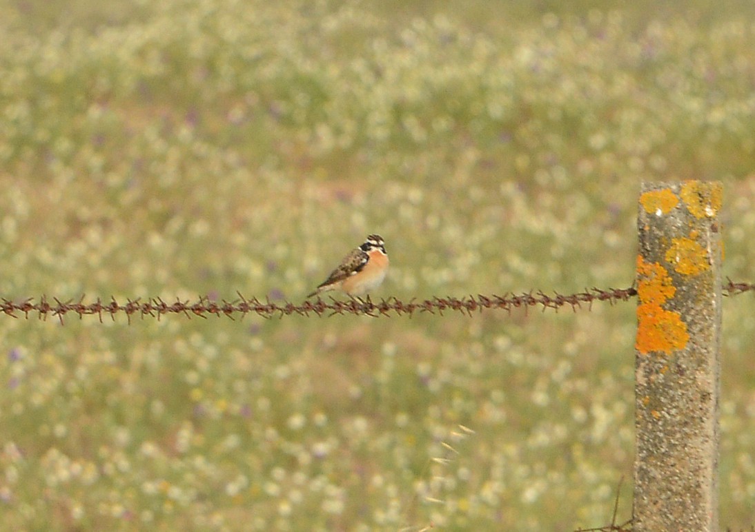 Whinchat - ML618320543