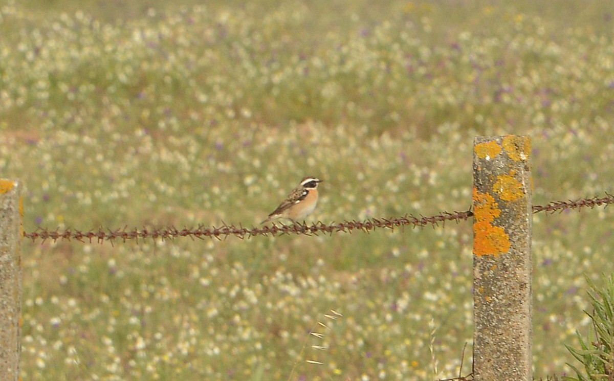 Whinchat - ML618320544