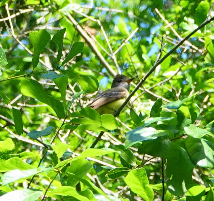 Great Crested Flycatcher - ML618320552