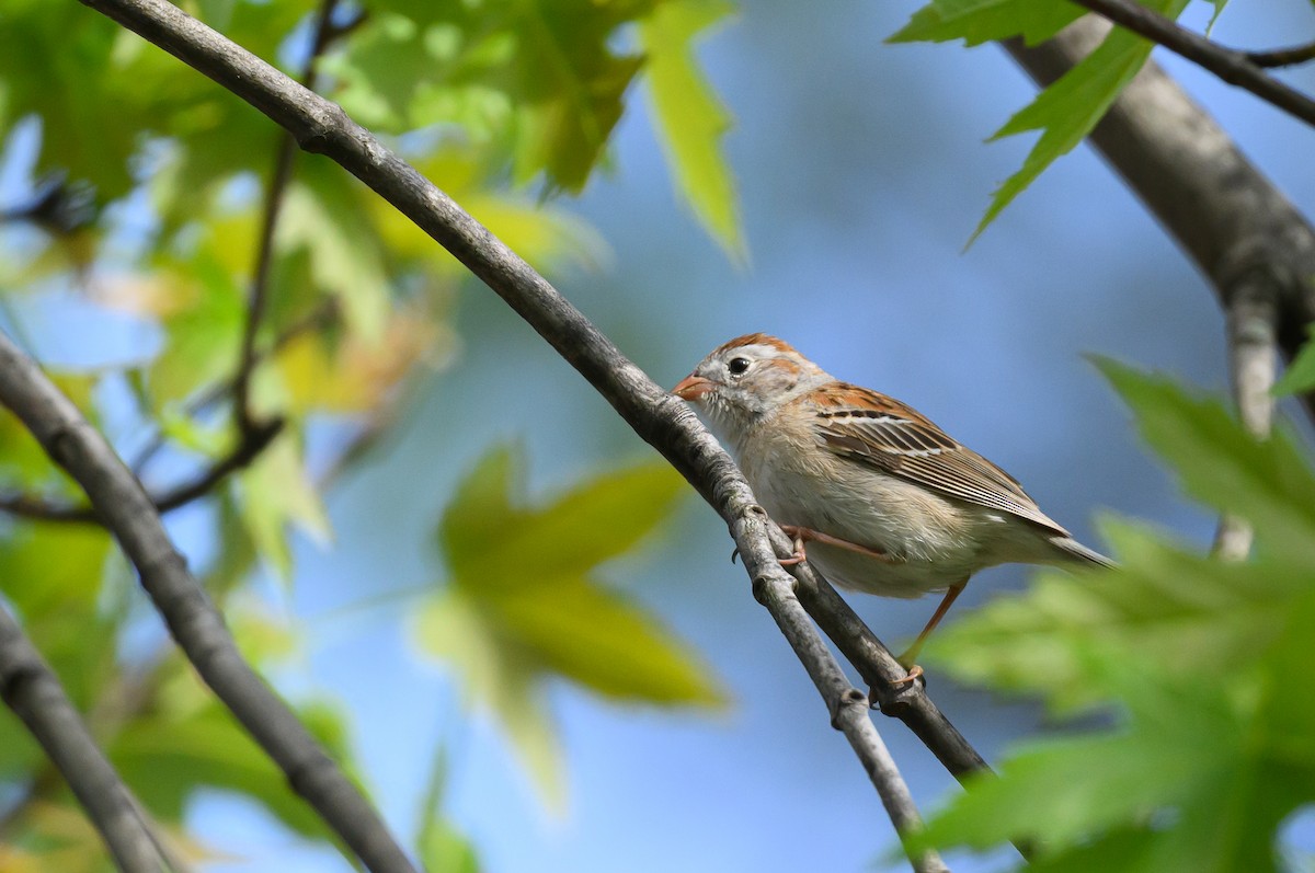 Field Sparrow - ML618320557