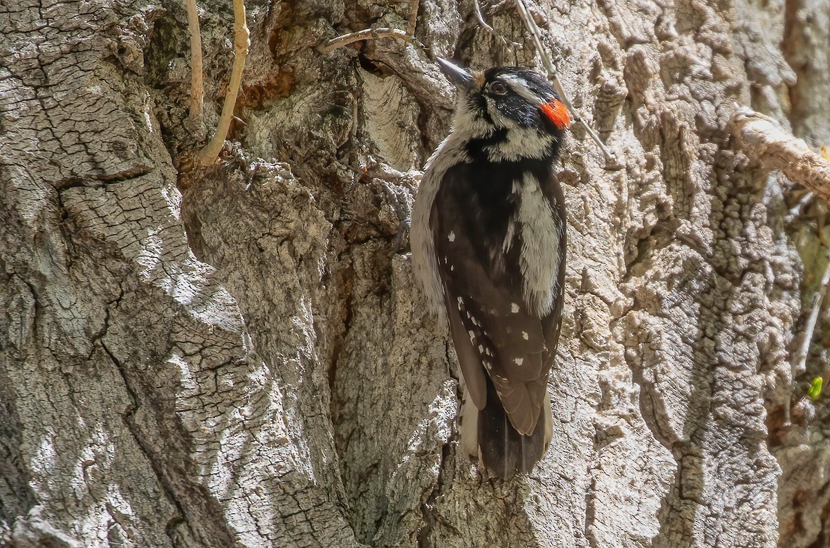 Downy Woodpecker - ML618320567