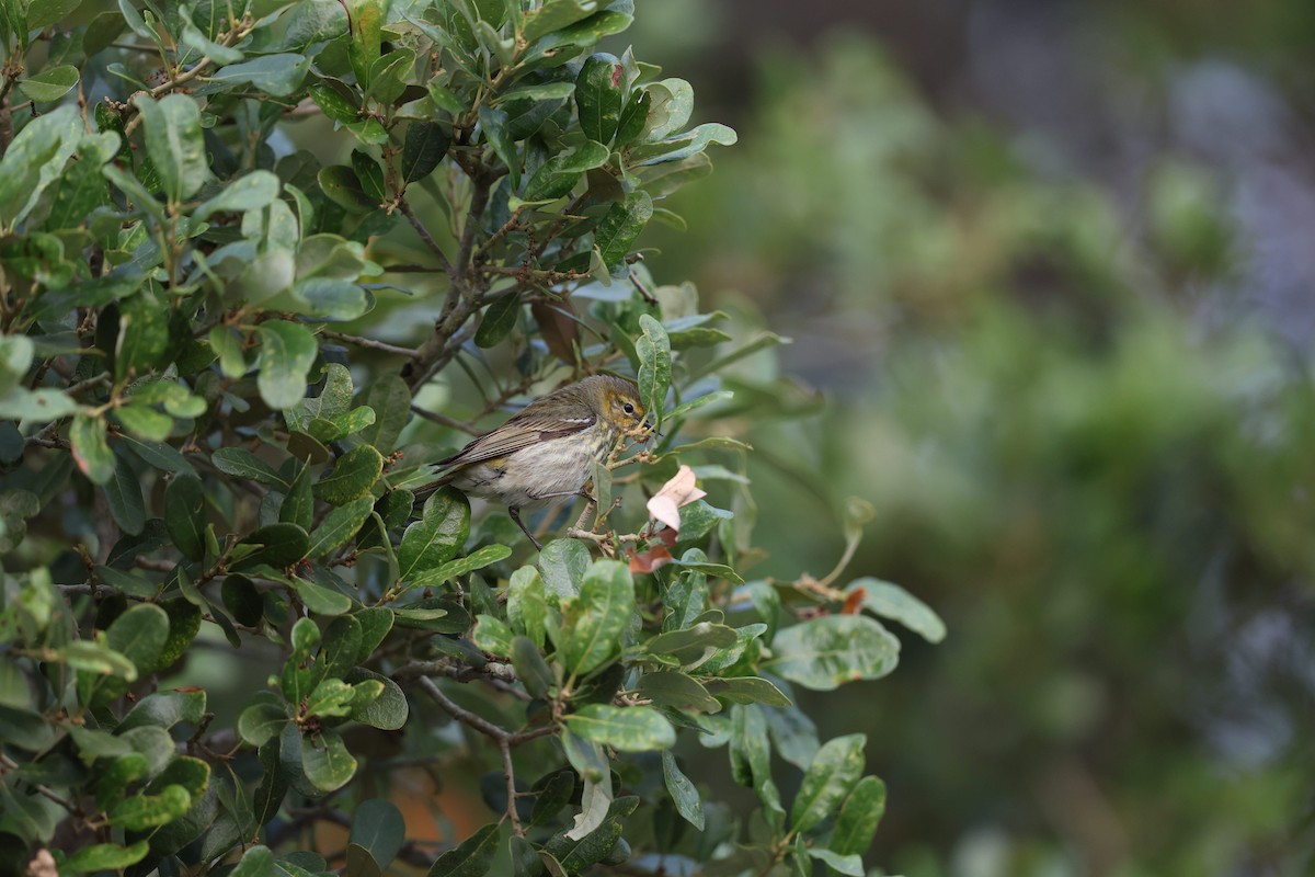 Cape May Warbler - ML618320614