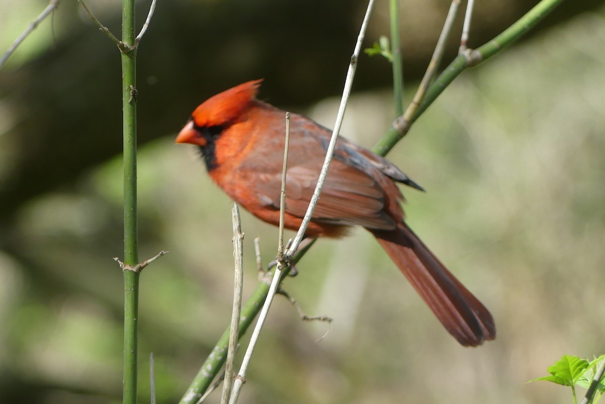 Cardinal rouge - ML618320615