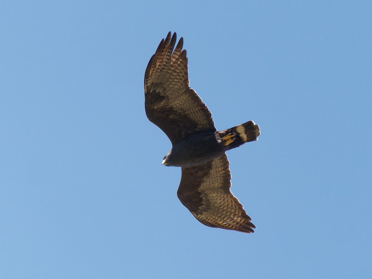 Zone-tailed Hawk - ML618320616