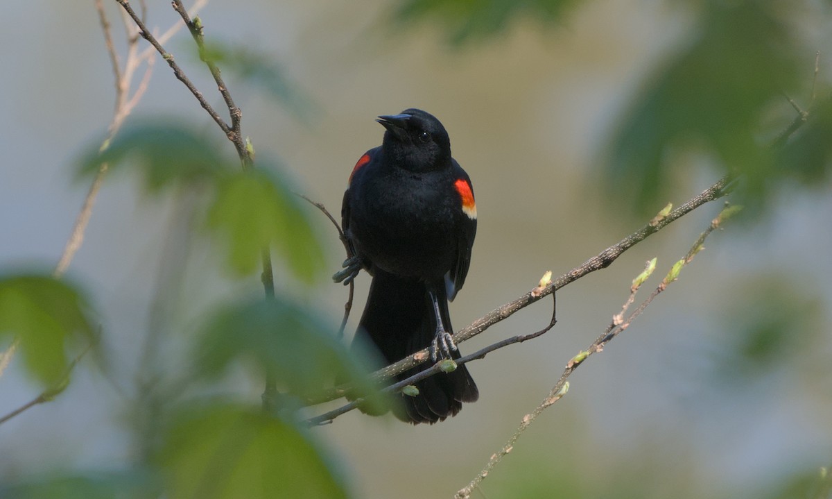 Red-winged Blackbird - Jeff Hack