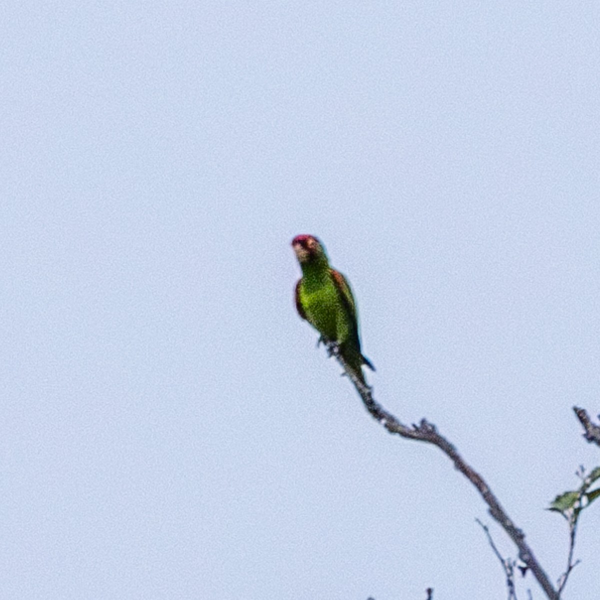 Red-masked Parakeet - Philip Kline