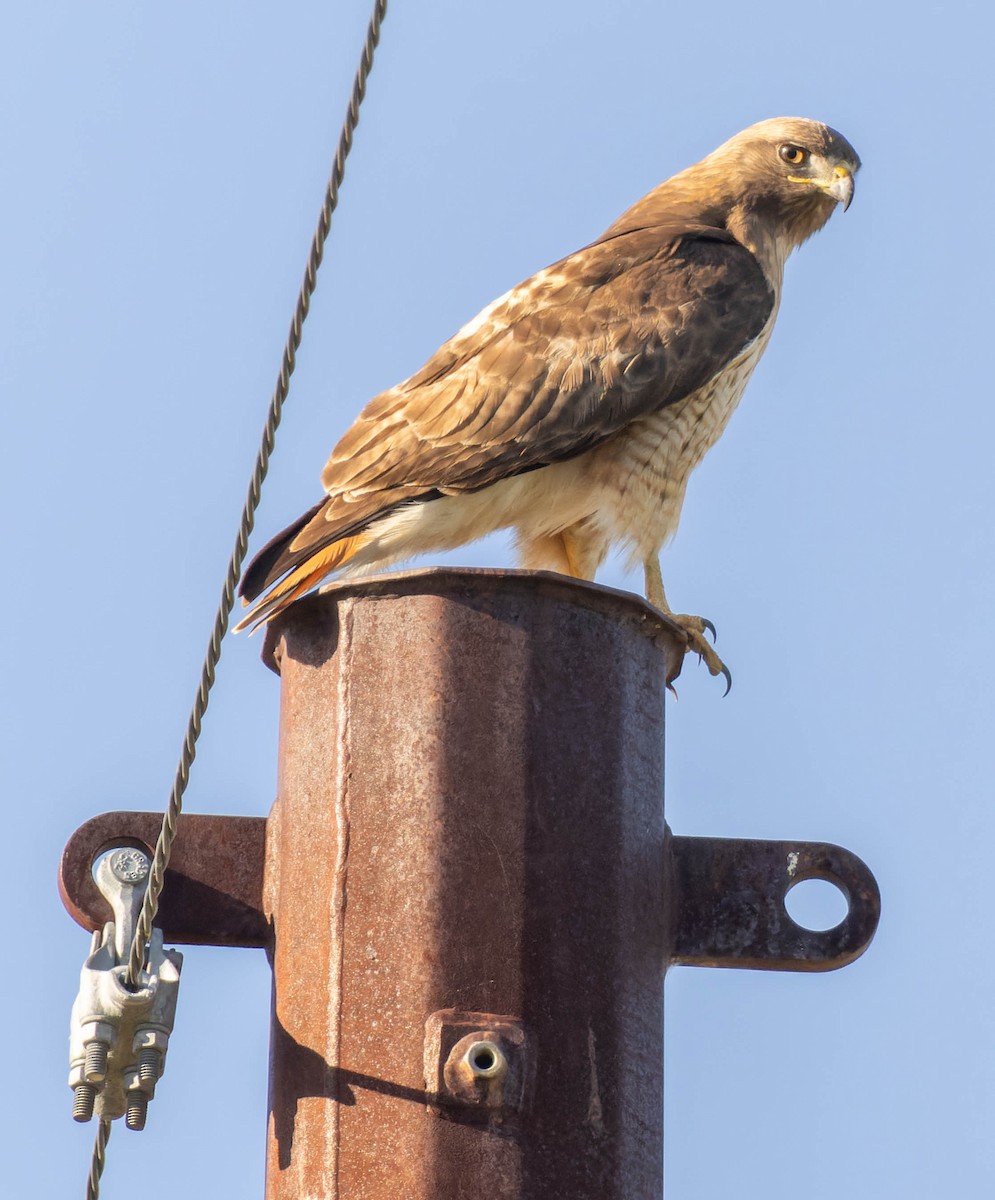 Red-tailed Hawk - ML618320702