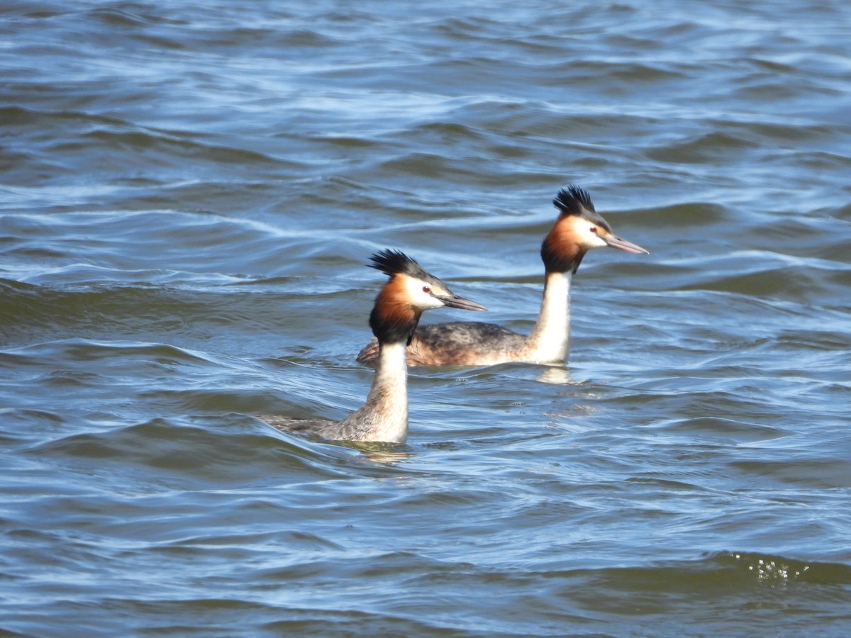 Great Crested Grebe - ML618320722
