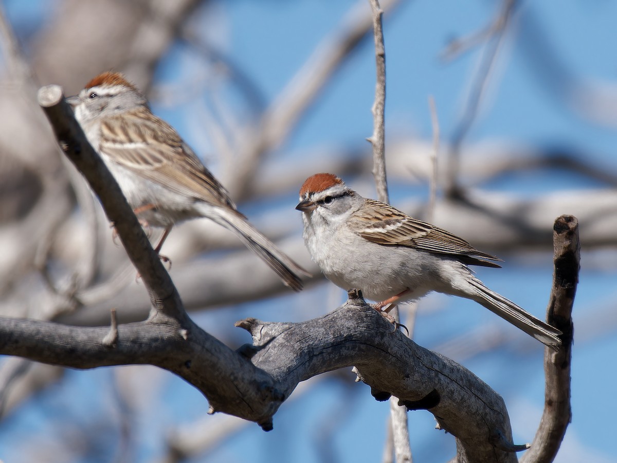 Chipping Sparrow - ML618320729