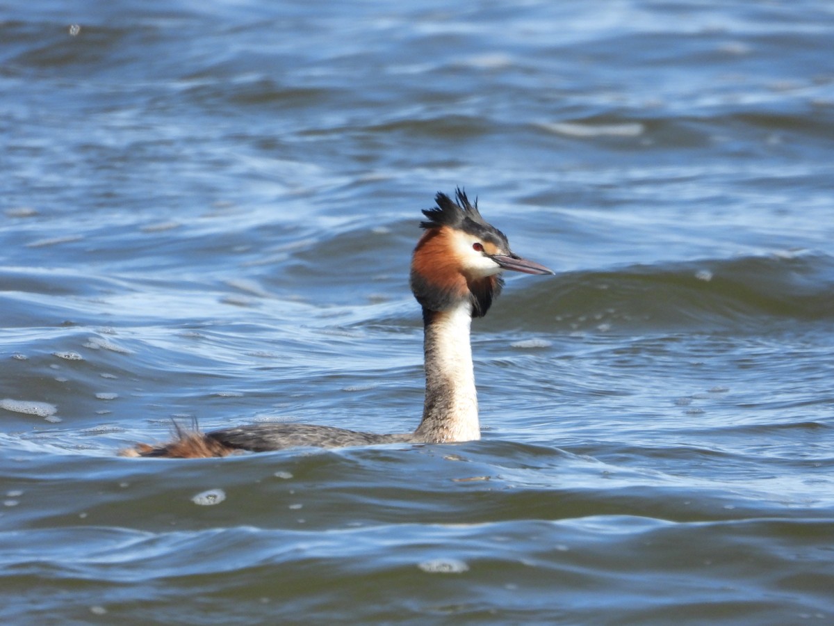 Great Crested Grebe - ML618320734