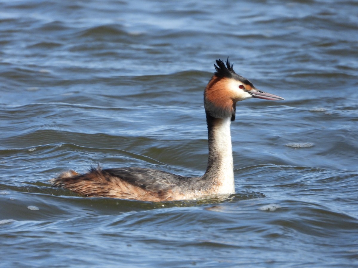 Great Crested Grebe - ML618320738