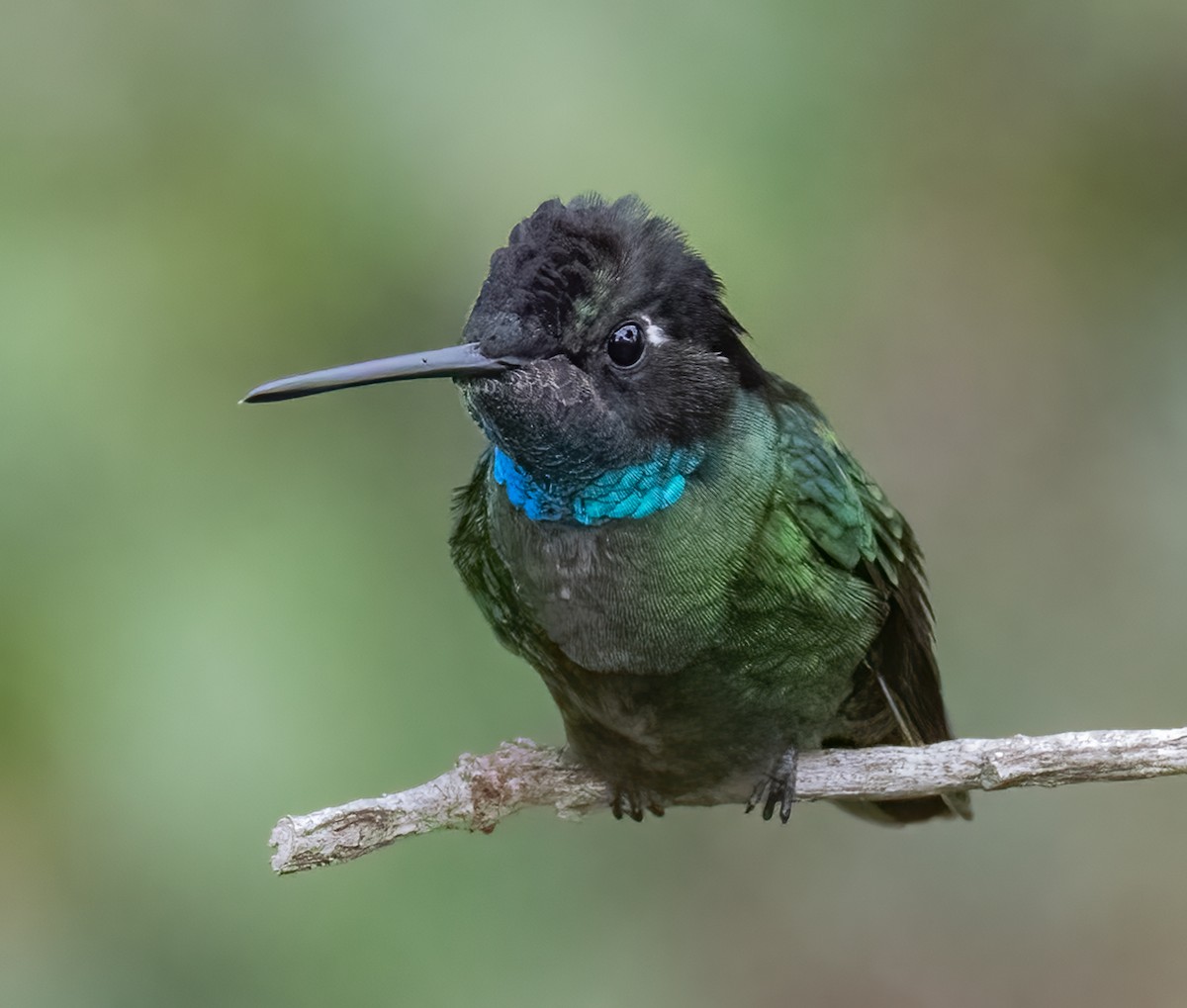 Talamanca Hummingbird - Tracy Kaminer