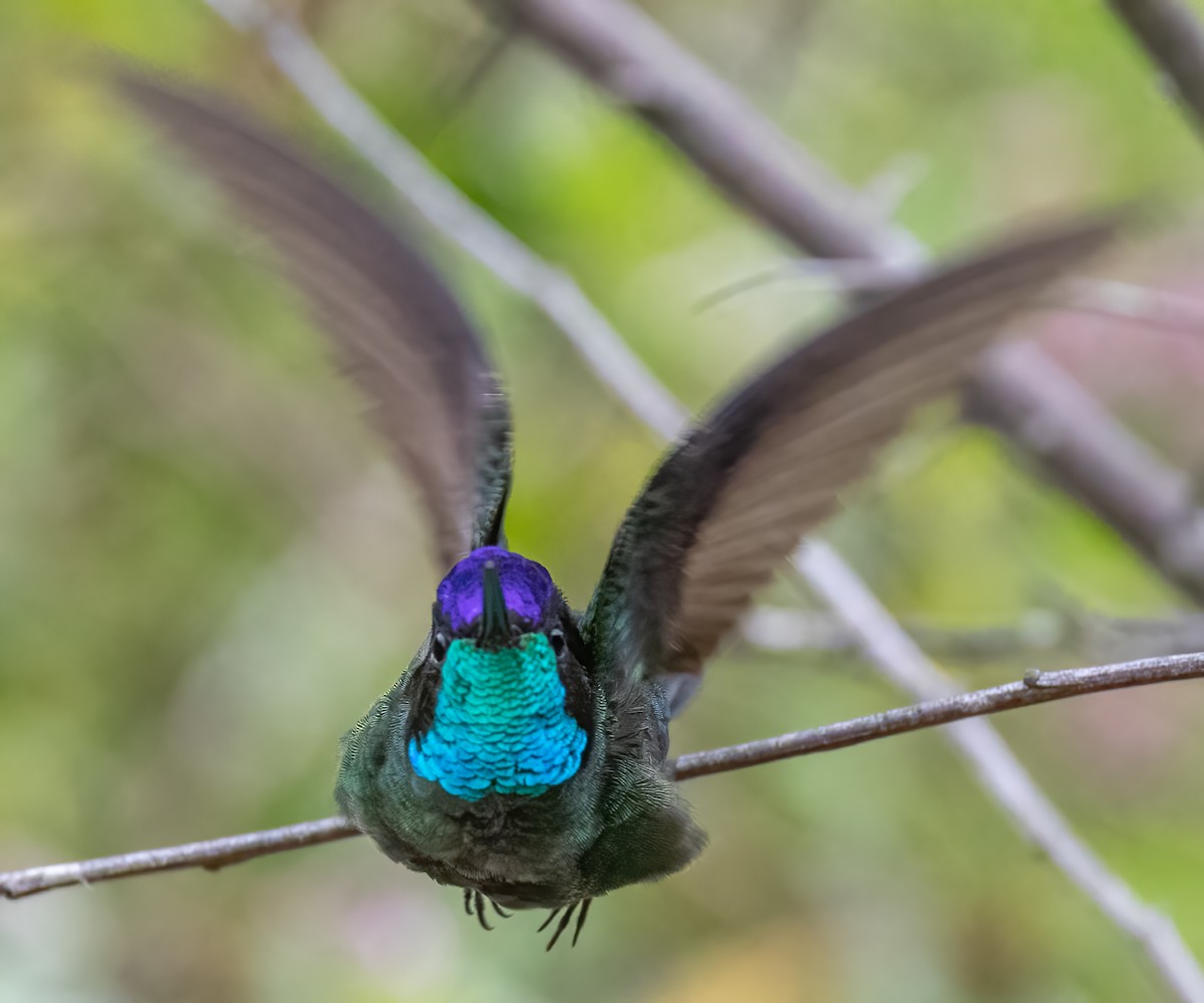 Talamanca Hummingbird - ML618320745