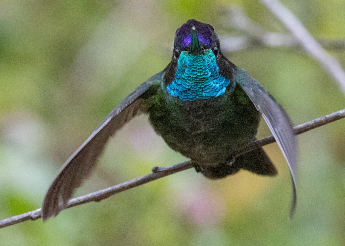 Talamanca Hummingbird - ML618320746