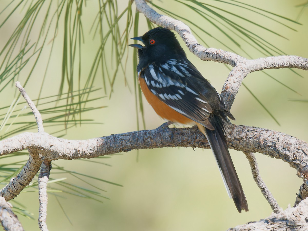 Spotted Towhee - ML618320749