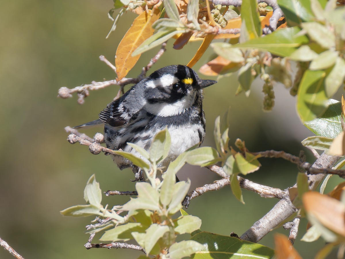 Black-throated Gray Warbler - Pierre Deviche