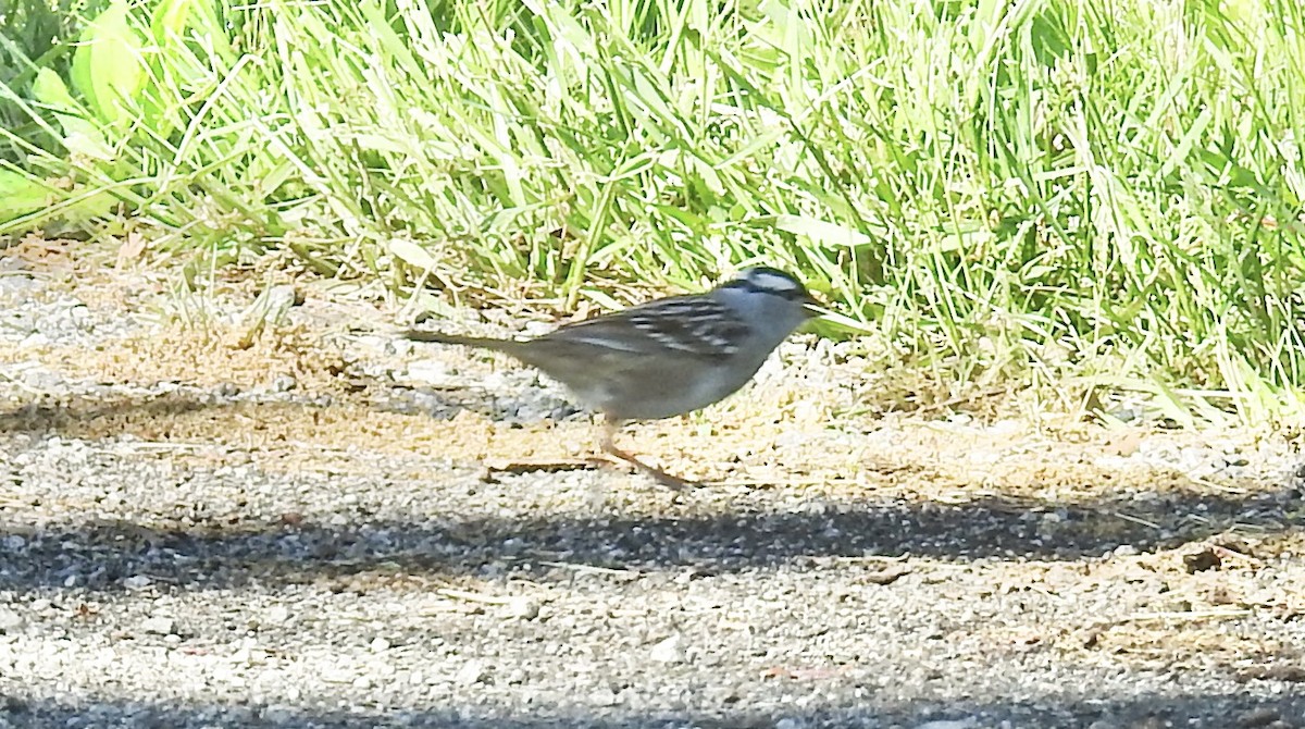 White-crowned Sparrow - ML618320801