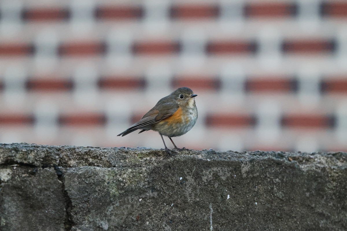 Red-flanked Bluetail - ML618320809