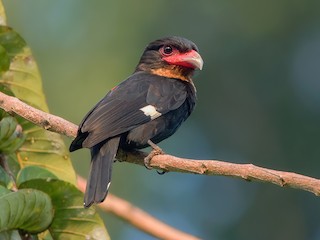  - Dusky Broadbill