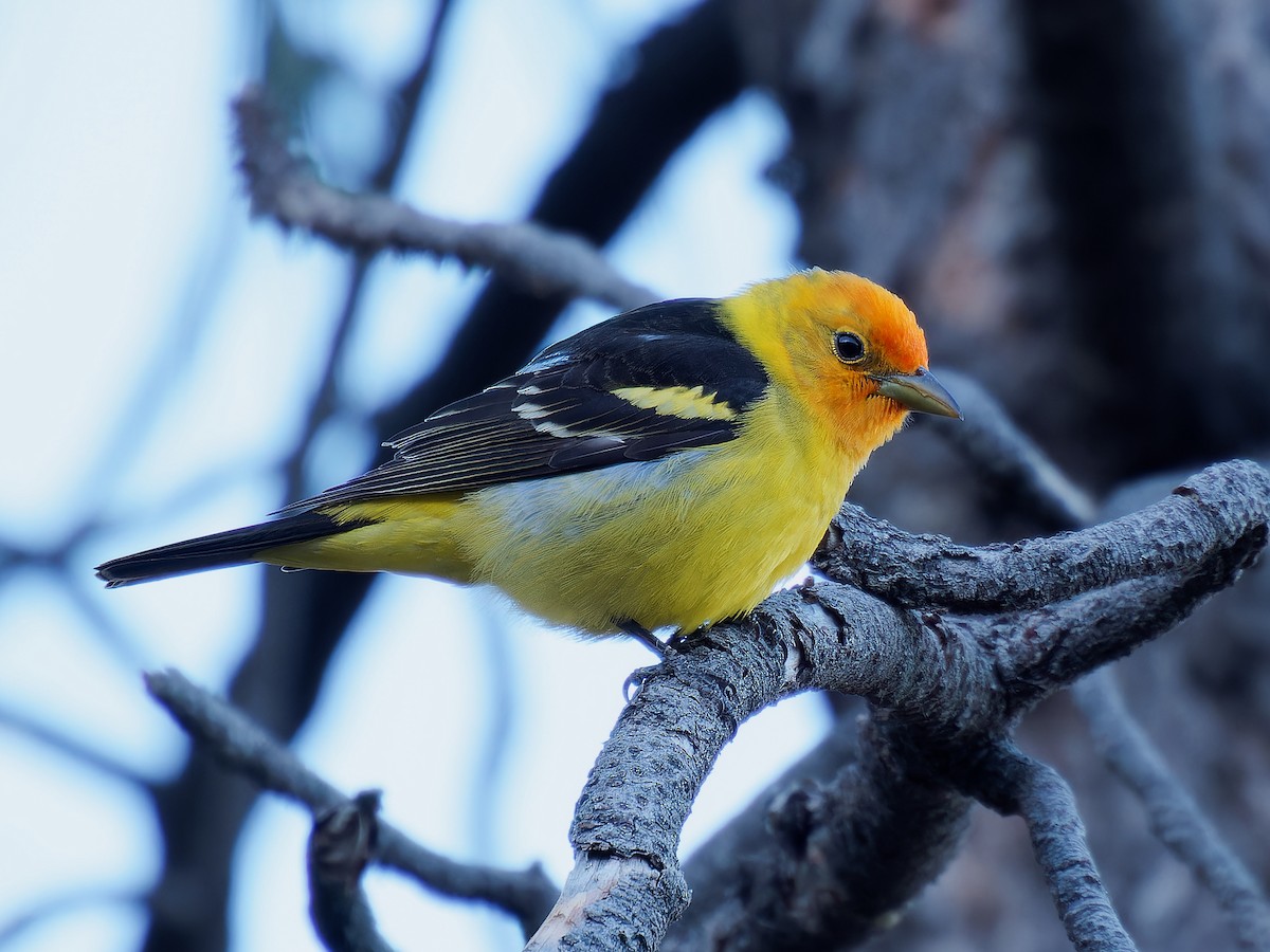 Western Tanager - ML618320826