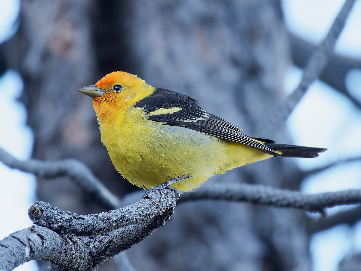 Western Tanager - ML618320827