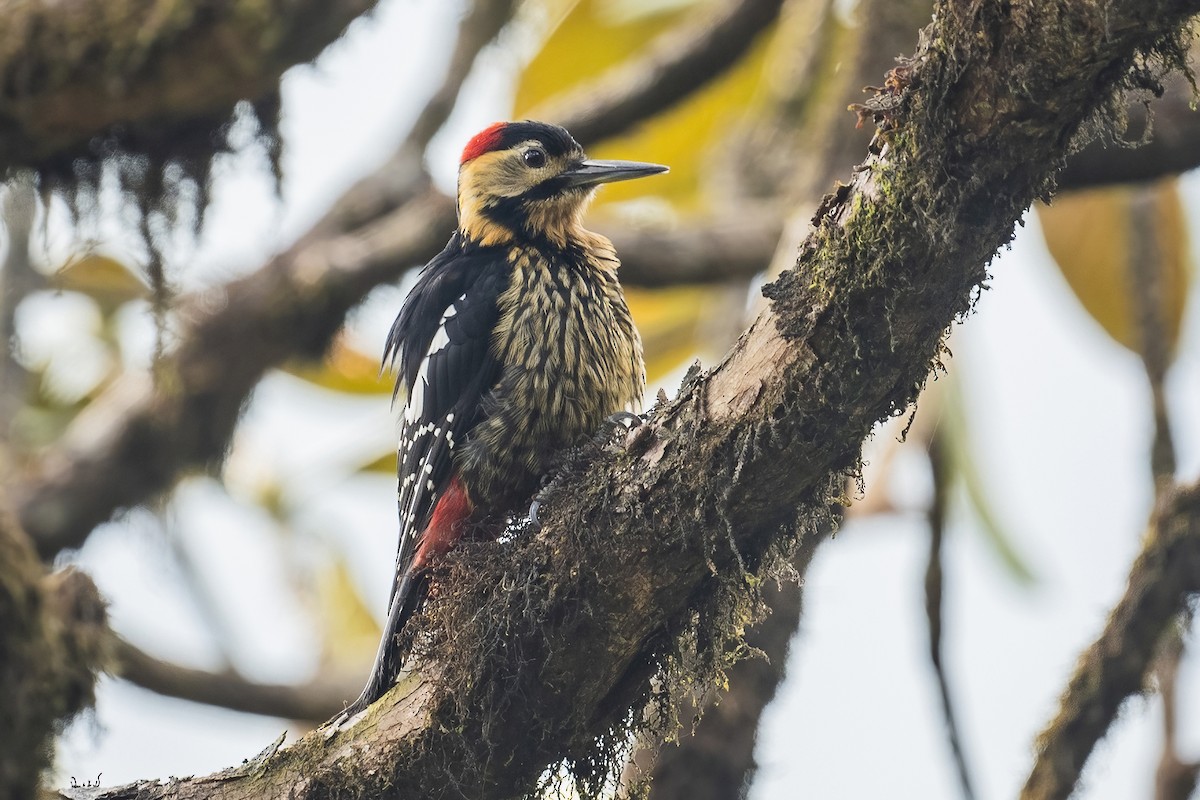 Darjeeling Woodpecker - ML618320837
