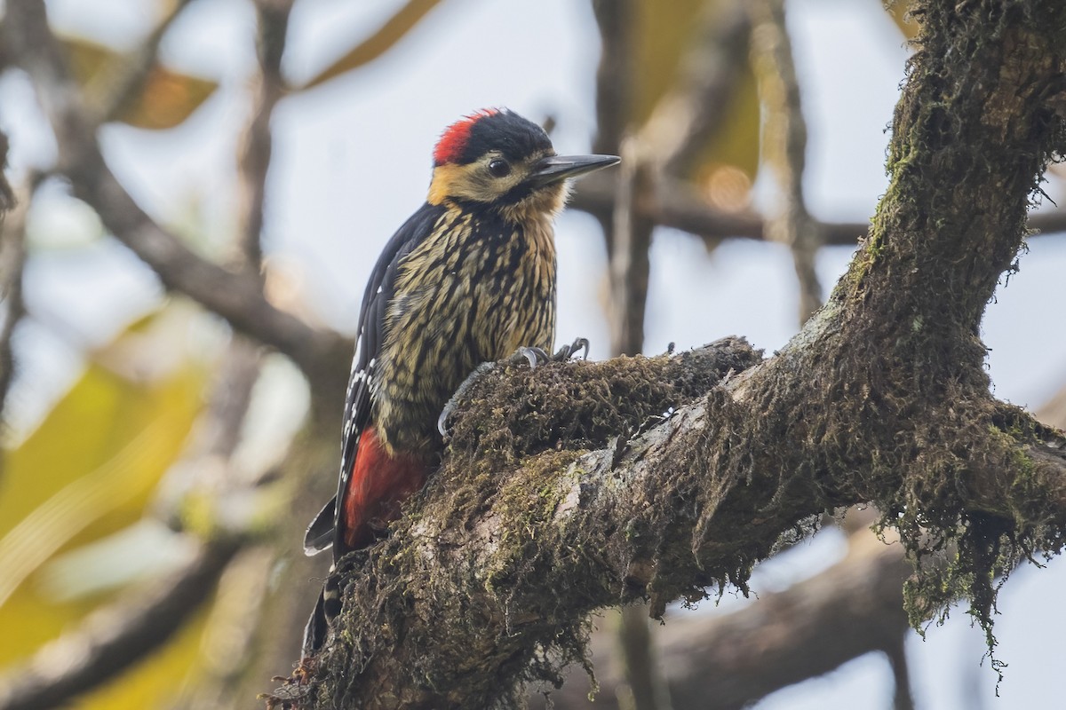 Darjeeling Woodpecker - ML618320838