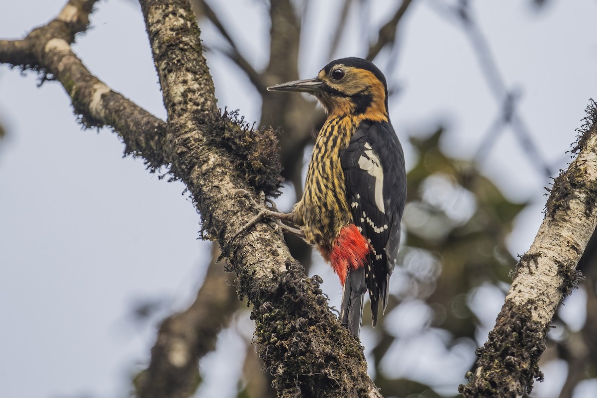 Darjeeling Woodpecker - ML618320839