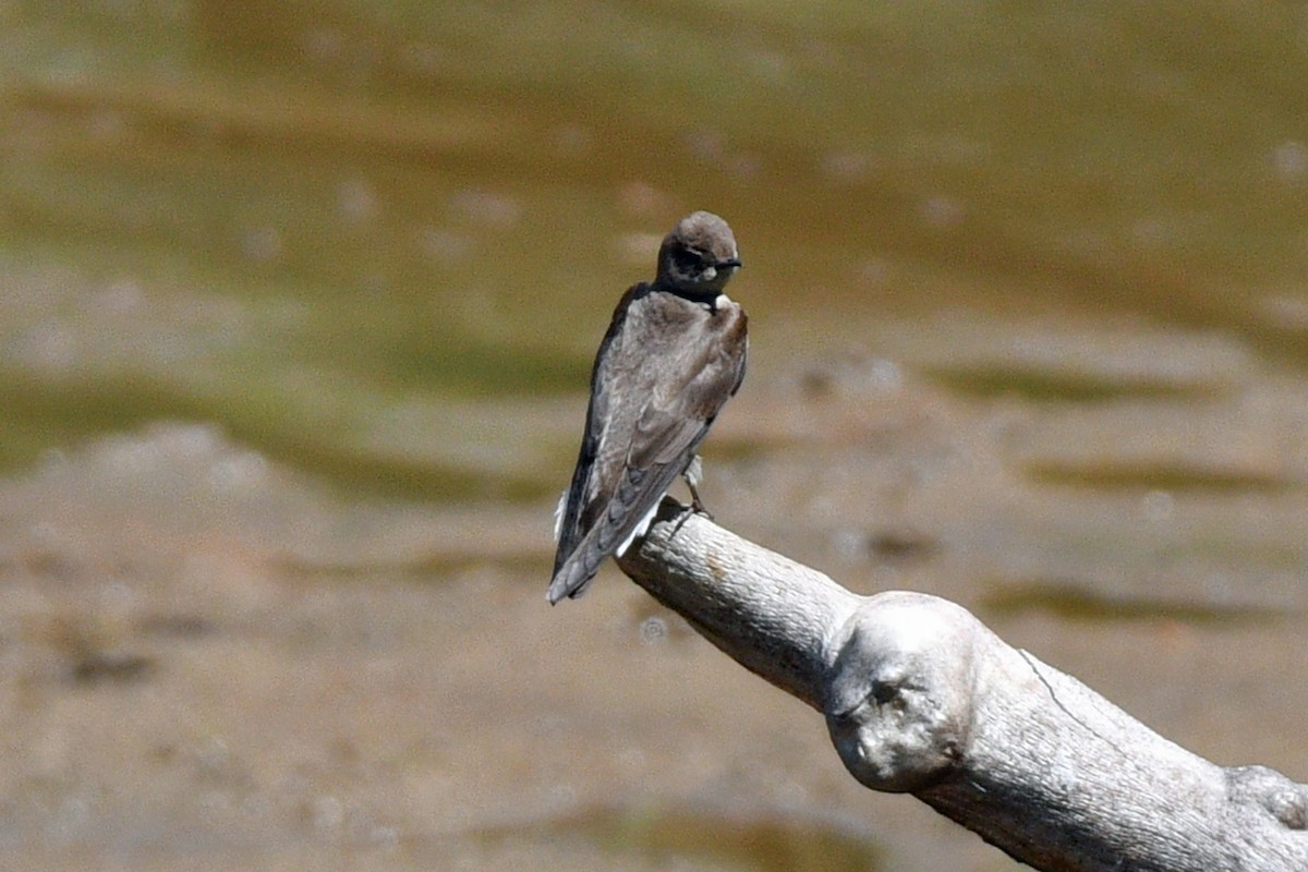 Northern Rough-winged Swallow (Northern) - ML618320853
