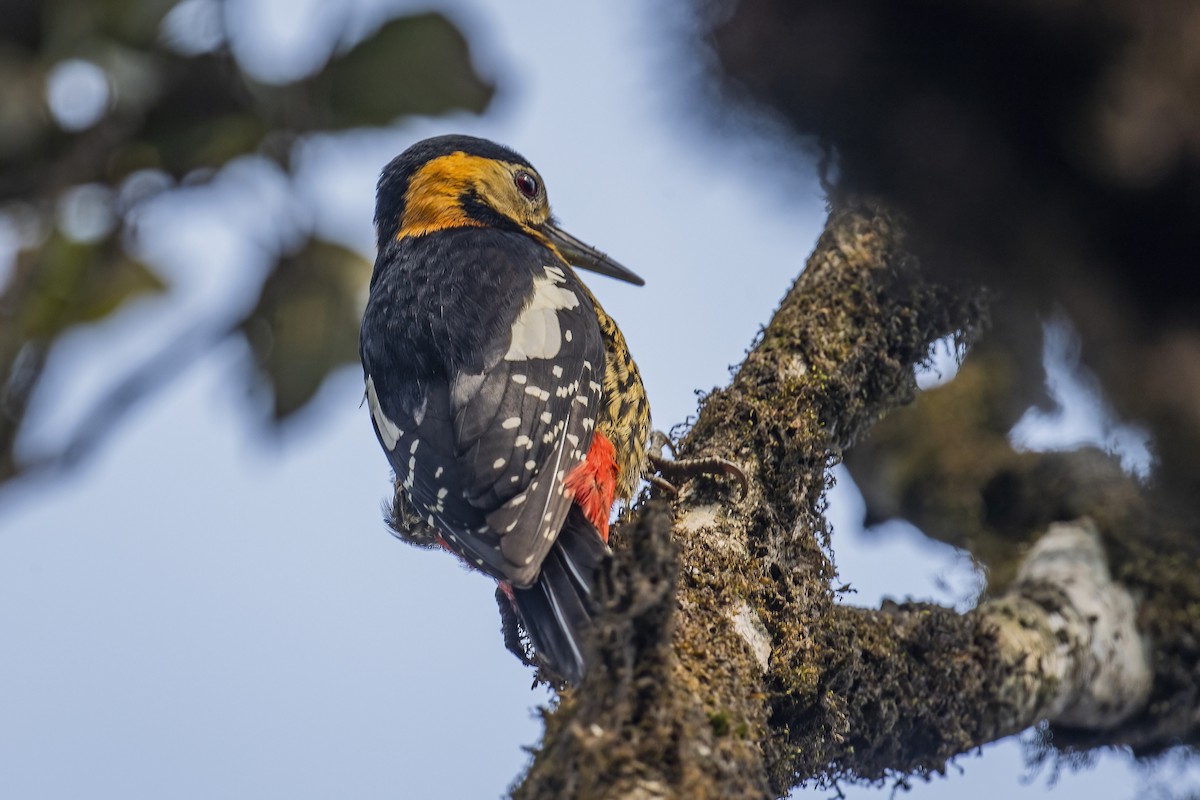 Darjeeling Woodpecker - ML618320859