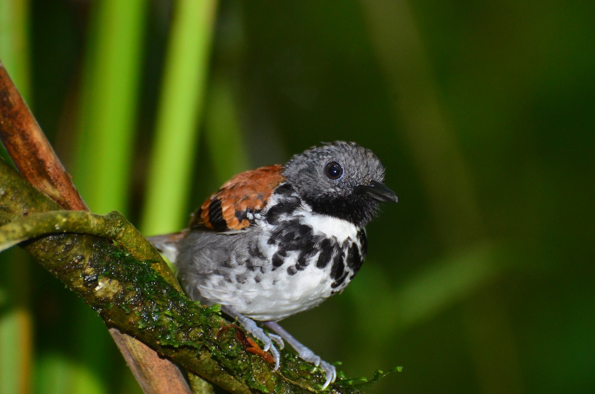 Spotted Antbird - ML618320876