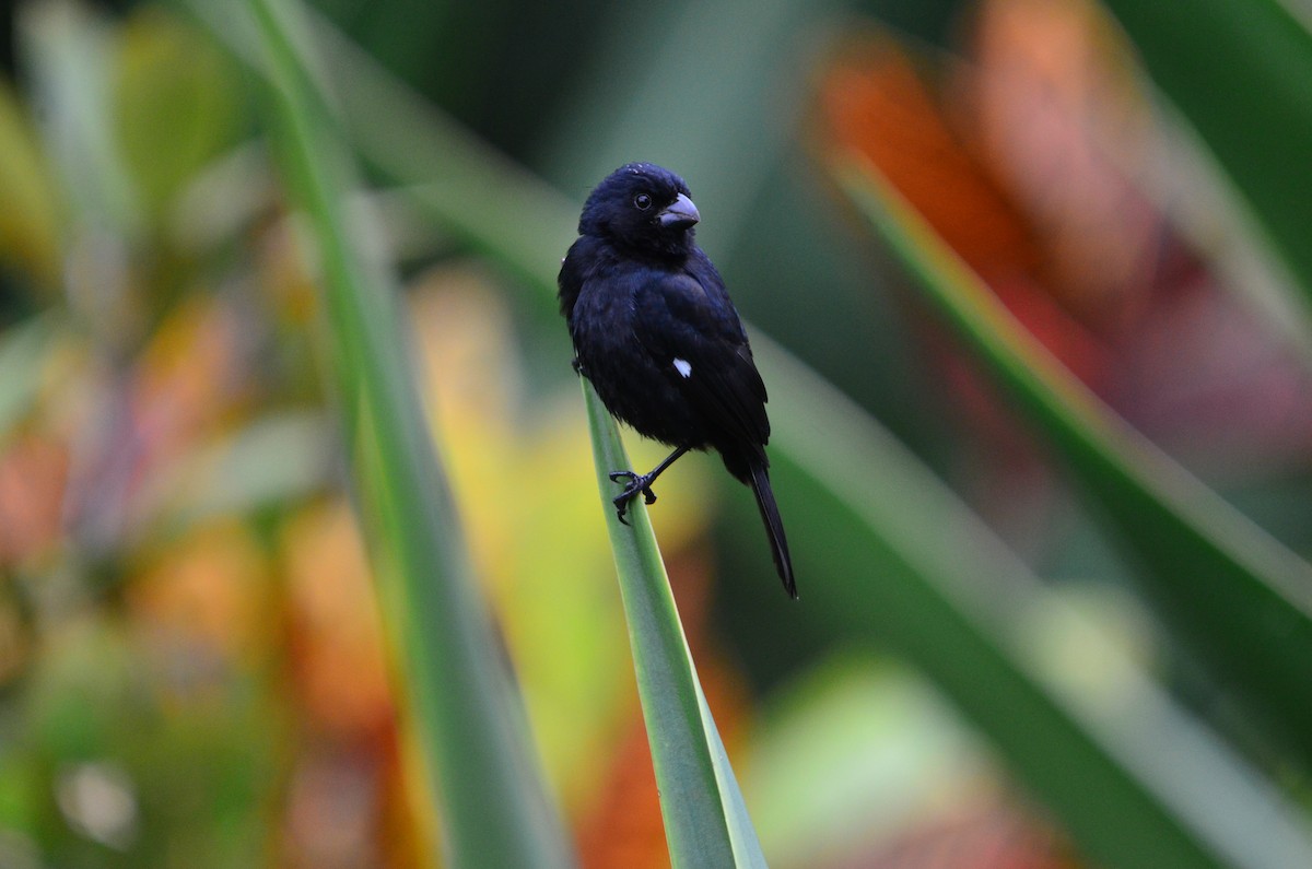 Variable Seedeater - ML618320883