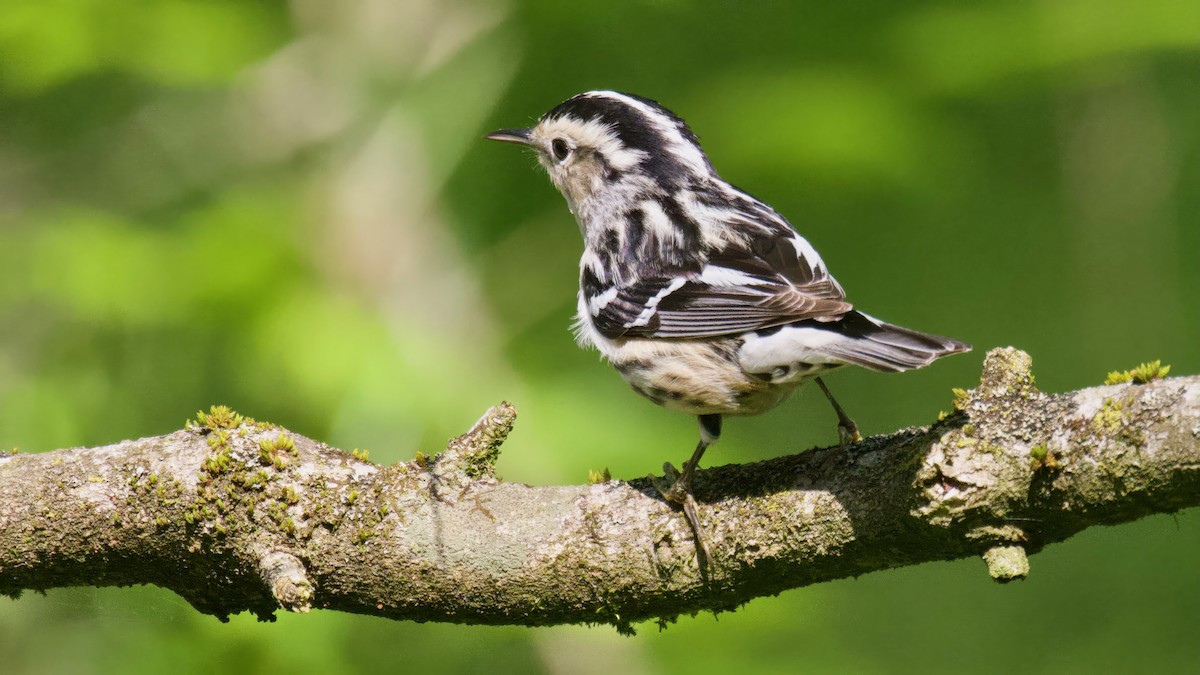 Black-and-white Warbler - ML618320914